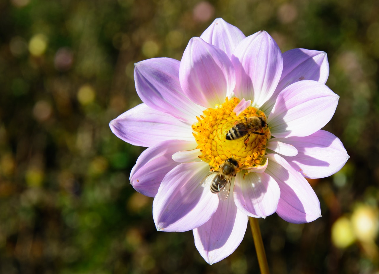 bijen in een bloem
